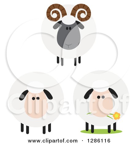 Clipart of Modern Flat Designs of Round Fluffy White and Black Ram and Sheep - Royalty Free Vector Illustration by Hit Toon