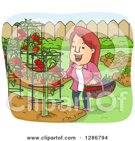 Clipart of a Happy Cartoon Woman Harvesting Tomatoes and Eggplants from Her Backyard Garden - Royalty Free Vector Illustration by BNP Design Studio
