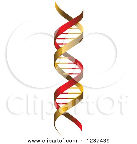 Clipart of a 3d Red and Gold Dna Double Helix Cloning Strand - Royalty Free Vector Illustration by Vector Tradition SM