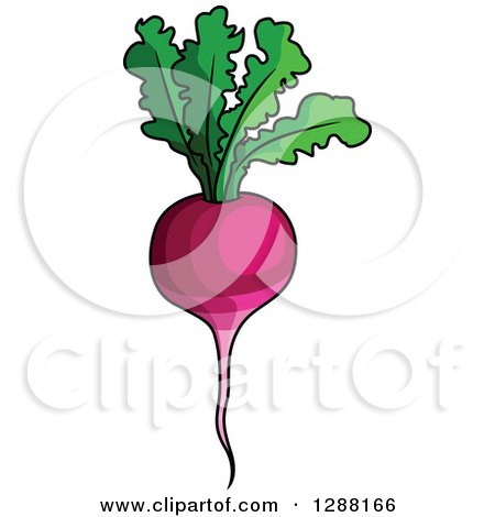 Clipart of a Beet or Radish with Greens - Royalty Free Vector Illustration by Vector Tradition SM