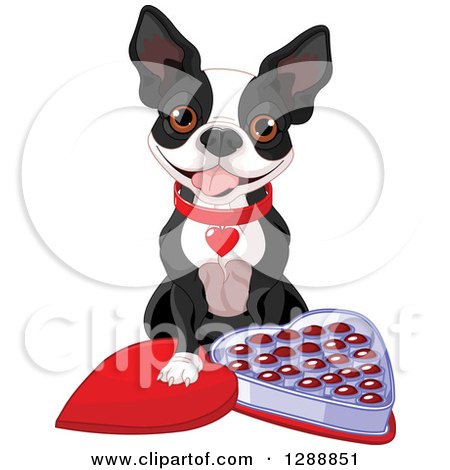 Clipart of a Cute Boston Terrier Dog with an Open Heart Shaped Box of Valentines Day Chocolates - Royalty Free Vector Illustration by Pushkin
