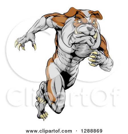 Clipart of a Muscular Tough Bulldog Man Mascot Sprinting Upright - Royalty Free Vector Illustration by AtStockIllustration