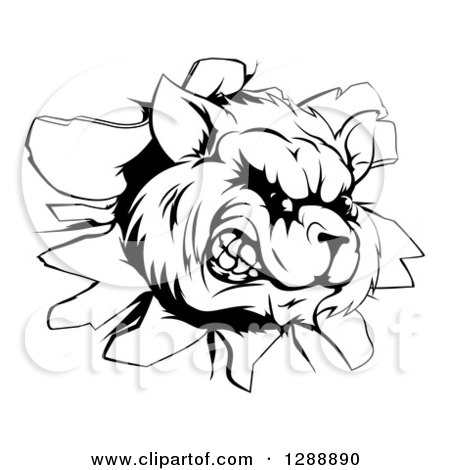 Clipart of a Black and White Aggressive Raccoon Breaking Through a Wall - Royalty Free Vector Illustration by AtStockIllustration