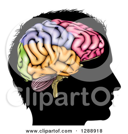 Clipart of a Black Silhouetted Man's Head in Profile with a Visual Brain Showing Different Colored Sections - Royalty Free Vector Illustration by AtStockIllustration