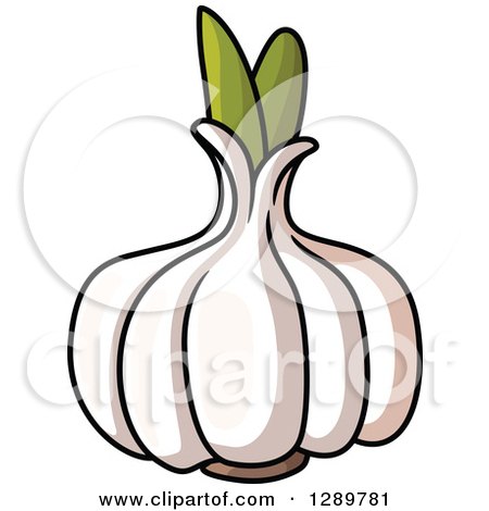 Clipart of a White Garlic Bulb - Royalty Free Vector Illustration by Vector Tradition SM