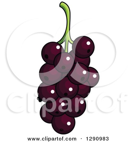 Clipart of a Bunch of Currants Fruit - Royalty Free Vector Illustration by Vector Tradition SM