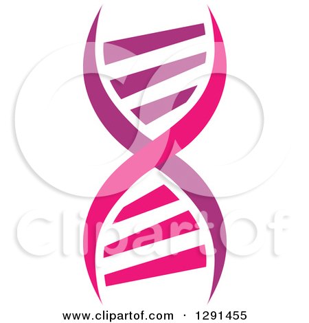 Clipart of a Purple and Pink Dna Double Helix Cloning Strand - Royalty Free Vector Illustration by Vector Tradition SM
