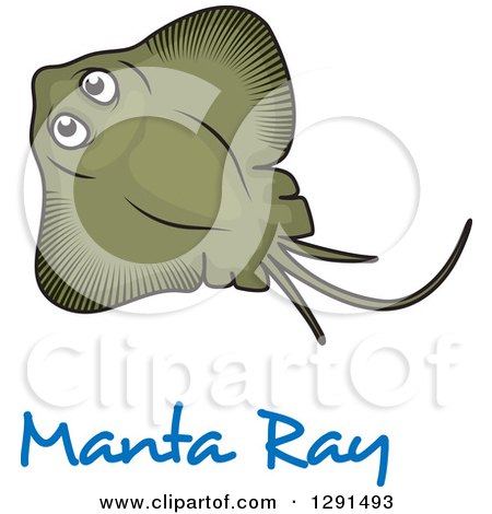 Clipart of a Cartoon Green Manta Ray over Text - Royalty Free Vector Illustration by Vector Tradition SM
