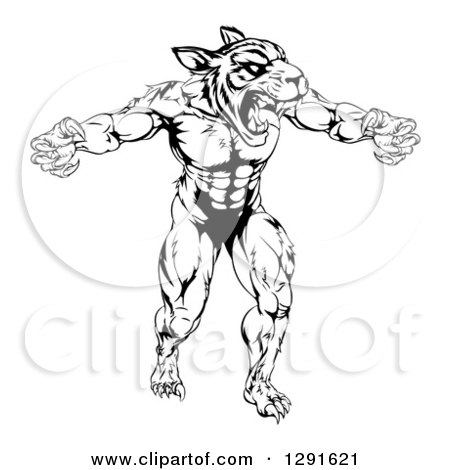 Clipart of a Black and White Vicious Muscular Tiger Man Attacking - Royalty Free Vector Illustration by AtStockIllustration