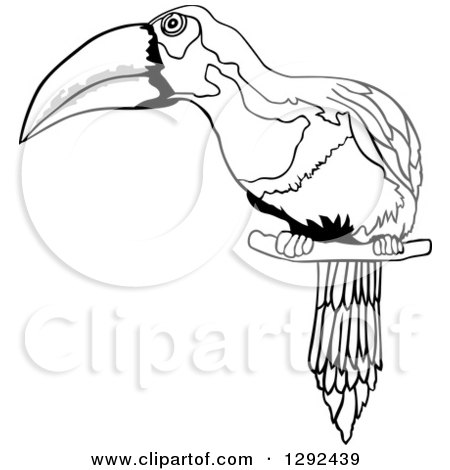 Clipart of a Grayscale Sketched Toucan Perched - Royalty Free Vector Illustration by dero