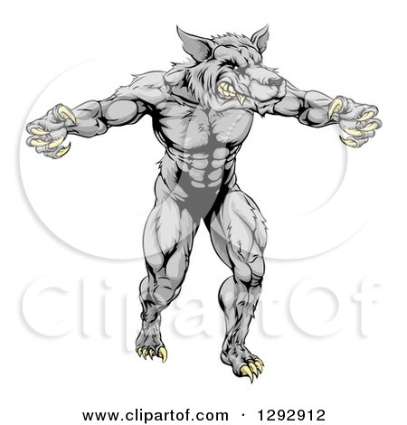 Clipart of a Muscular Aggressive Gray Wolf Man Attacking with Claws out - Royalty Free Vector Illustration by AtStockIllustration