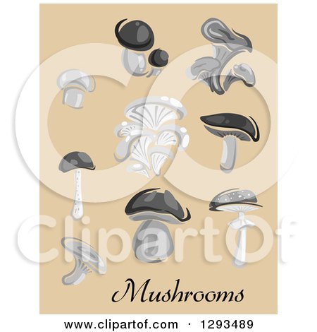 Clipart of Grayscale Champignon, Cep, Boletus, Chanterelle, Oyster, Agaric Mushrooms on Tan - Royalty Free Vector Illustration by Vector Tradition SM