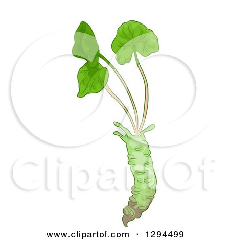 Clipart of a Wasabi Root with Greens - Royalty Free Vector Illustration by BNP Design Studio
