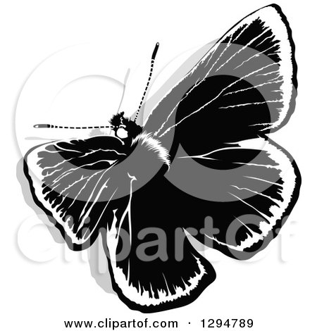 Clipart of a Black and White Butterfly and Gray Shadow, from Above - Royalty Free Vector Illustration by dero