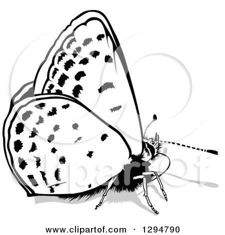 Clipart of a Black and White Butterfly and Gray Shadow, Facing Right - Royalty Free Vector Illustration by dero