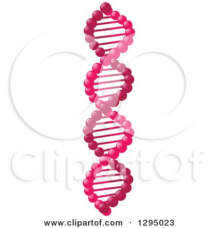 Clipart of a 3d Pink Dna Double Helix Cloning Strand - Royalty Free Vector Illustration by Vector Tradition SM