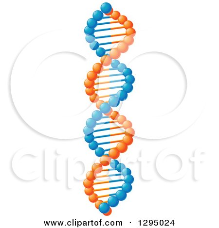 Clipart of a 3d Blue and Orange Dna Double Helix Cloning Strand - Royalty Free Vector Illustration by Vector Tradition SM