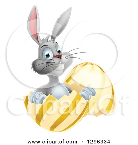 Clipart of a Happy Gray Easter Bunny Sitting in a Gold and Yellow Egg Shell - Royalty Free Vector Illustration by AtStockIllustration