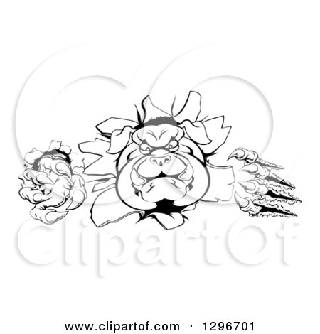 Clipart of a Black and White Tough Bulldog Monster Clawing Through a Wall - Royalty Free Vector Illustration by AtStockIllustration