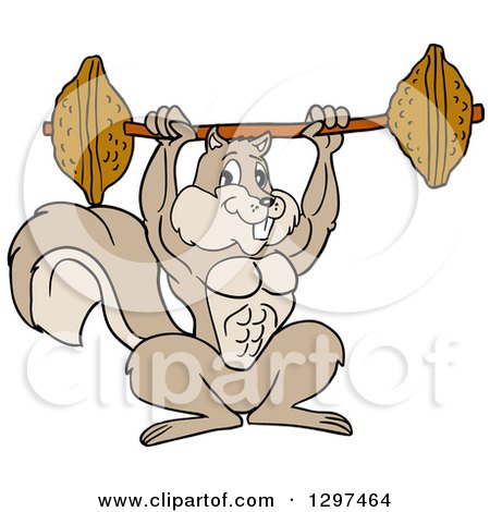 Clipart of a Cartoon Buff Muscular Bodybuilder Squirrel Lifting a Barbell with Nuts - Royalty Free Vector Illustration by LaffToon