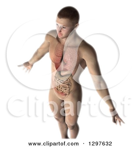 Clipart of a 3d Man with Visible Healthy Internal Organs, on White - Royalty Free Illustration by KJ Pargeter