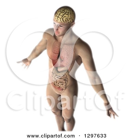 Clipart of a 3d Man with Visible Healthy Internal Organs and Brain, on White - Royalty Free Illustration by KJ Pargeter