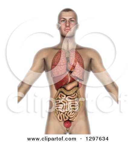 Clipart of a 3d Man with Visible Internal Organs, on White - Royalty Free Illustration by KJ Pargeter