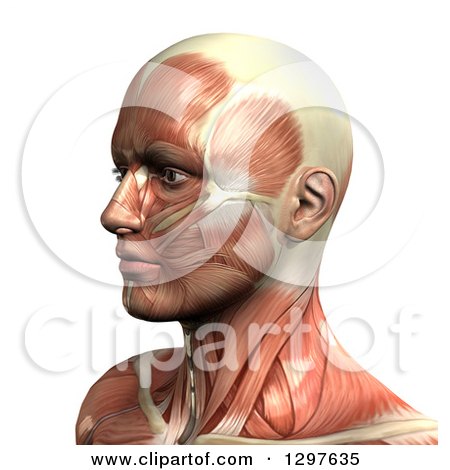 Clipart of a 3d Male Face with Visible Muscles, on White - Royalty Free Illustration by KJ Pargeter