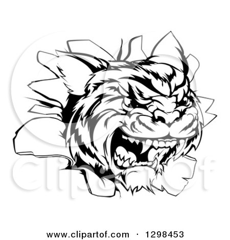 Clipart of a Black and White Mad Tiger Mascot Head Breaking Through a Wall - Royalty Free Vector Illustration by AtStockIllustration