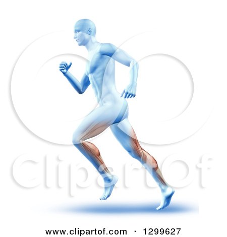 Clipart of a 3d Anatomic Running Man with Visible Muscles over White - Royalty Free Illustration by KJ Pargeter