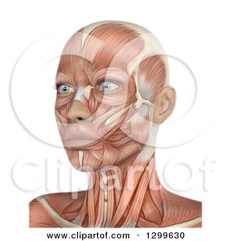 Clipart of a 3d Anatomical Female Head with Visible Muscles on White - Royalty Free Illustration by KJ Pargeter