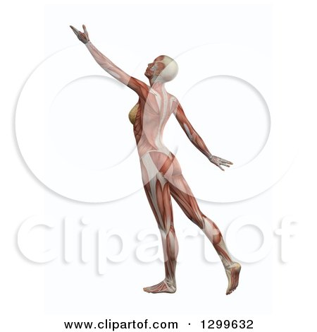 Clipart of a 3d Anatomical Female Stretching, with Visible Muscles, on White - Royalty Free Illustration by KJ Pargeter