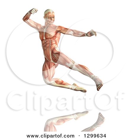 Clipart of a 3d Anatomical Man Kick Boxing, with Visible Muscles, over White - Royalty Free Illustration by KJ Pargeter