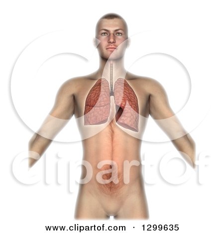 Clipart of a 3d White Anatomical Man with Visibla Lungs, on White - Royalty Free Illustration by KJ Pargeter