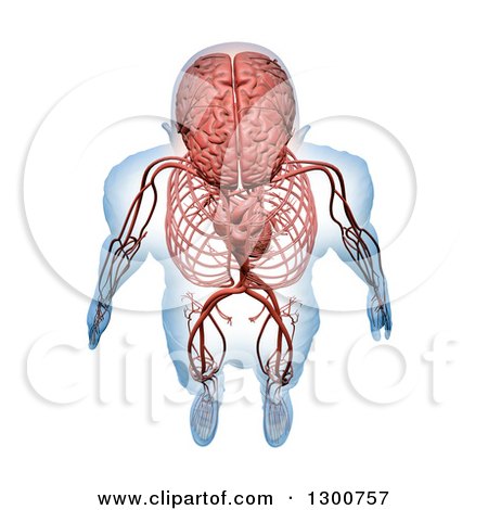 Clipart of a 3d Aerial View of a Human Skeleton with Visible Central Nervous and Circulatory Systems on White - Royalty Free Illustration by Mopic