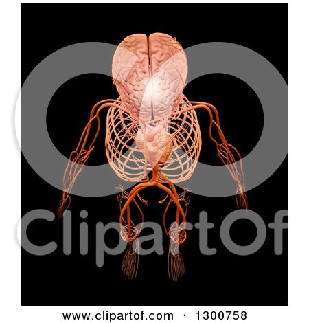 Clipart of a 3d Aerial View of a Human Skeleton with Visible Central Nervous and Circulatory Systems on Black - Royalty Free Illustration by Mopic
