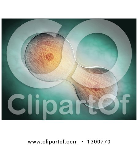 Clipart of 3d Cell Division Through Mitosis over Green - Royalty Free Illustration by Mopic