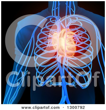 Clipart of a 3d Visible Man's Circulatory System and Glowing Heart, on Black - Royalty Free Illustration by Mopic