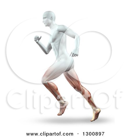 Clipart of a 3d Anatomical Male Running with Visible Leg Muscles, on White - Royalty Free Illustration by KJ Pargeter