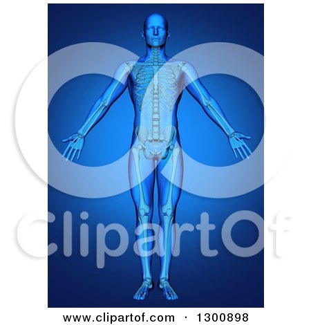 Clipart of a 3d Anatomical Male with Visible Skeleton, on Blue - Royalty Free Illustration by KJ Pargeter
