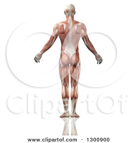 Clipart of a 3d Back Side of an Anatomical Male with Visible Muscle Map, on White - Royalty Free Illustration by KJ Pargeter
