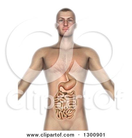 Clipart of a 3d Anatomical Male with Visible Intestines and Gut, on White - Royalty Free Illustration by KJ Pargeter