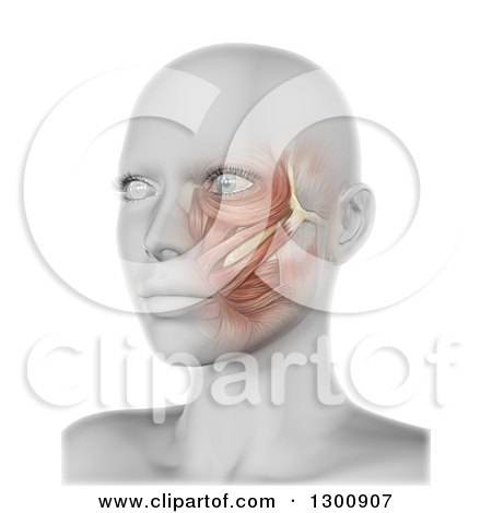 Clipart of a 3d Anatomical Female with Visible Cheek Muscles, on White - Royalty Free Illustration by KJ Pargeter