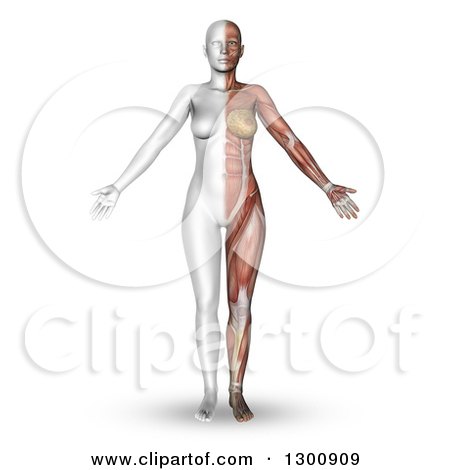 Clipart of a 3d Anatomical Female with Half of Her Body Showing Visible Muscle Map, on White - Royalty Free Illustration by KJ Pargeter