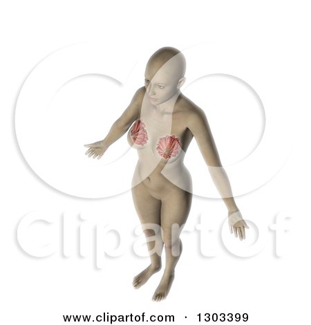 Clipart of a 3d Anatomical Woman with Visible Internal Breast Makeup, on White - Royalty Free Illustration by KJ Pargeter