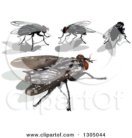 Clipart of House Flies and Shadows - Royalty Free Vector Illustration by dero