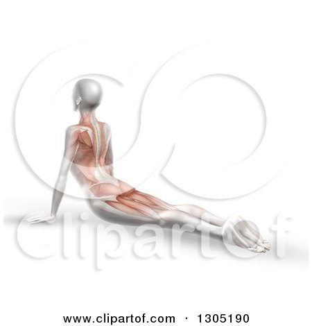Clipart of a 3d Anatomical Woman Stretching on the Floor in a Yoga Pose, with Visible Muscles - Royalty Free Illustration by KJ Pargeter