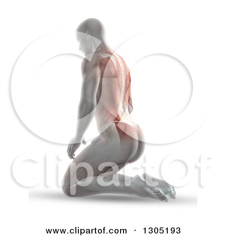 Clipart of a 3d Anatomical Man Kneeling on the Floor, with Visible Muscles and Spine - Royalty Free Illustration by KJ Pargeter