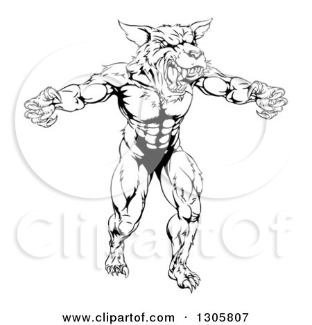 Clipart of a Black and White Threatening Muscular Wolf Man Mascot - Royalty Free Vector Illustration by AtStockIllustration