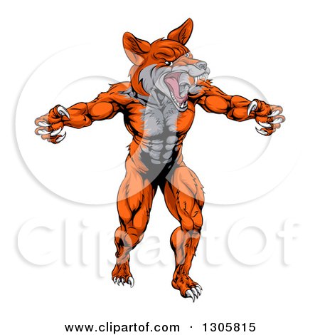 Clipart of a Muscular Fox Man Mascot Lunching Forward to Attack - Royalty Free Vector Illustration by AtStockIllustration